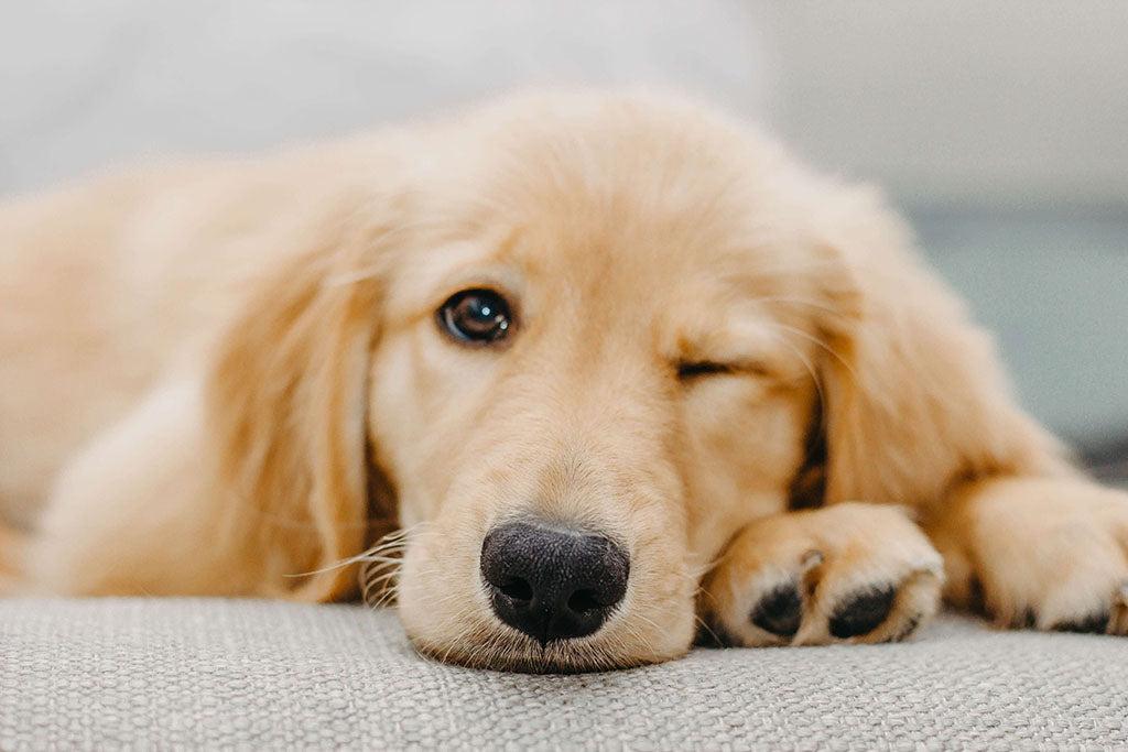 What Does it Mean When A Dog Winks At You?