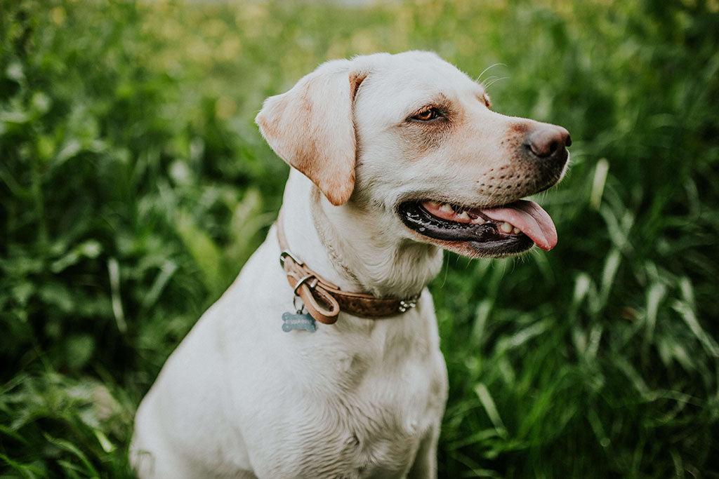 How To Fit A Dog Collar And Harness