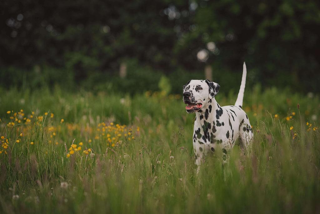 How Can I Help My Dog Poop?