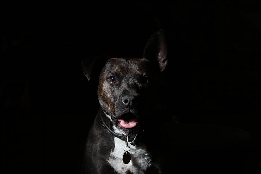 Can Dogs See In The Dark?