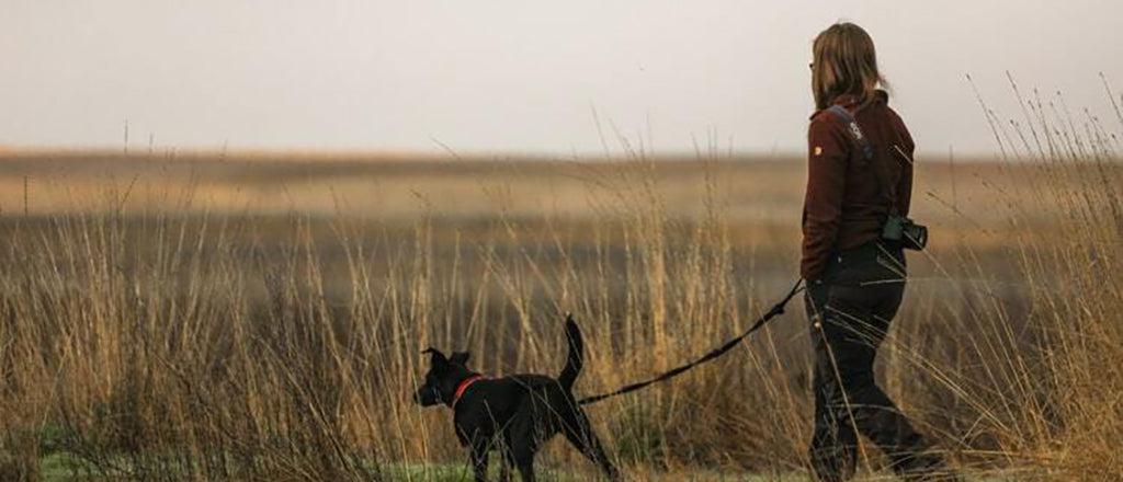 How To Stop A Dog From Pulling On The Leash