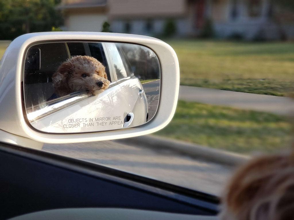Can Dogs See Themselves In The Mirror?
