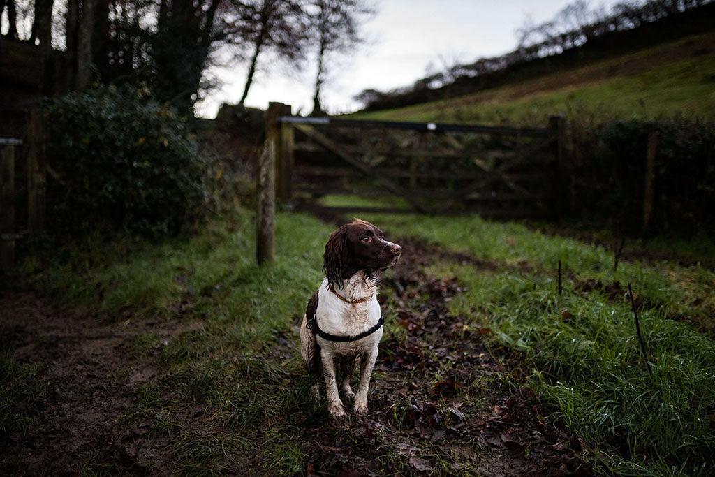 Why Do Dogs Eat Dirt?