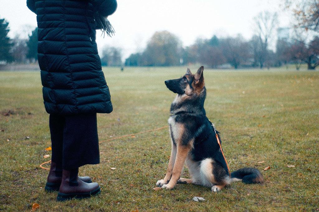 How To Teach A Dog To Spin