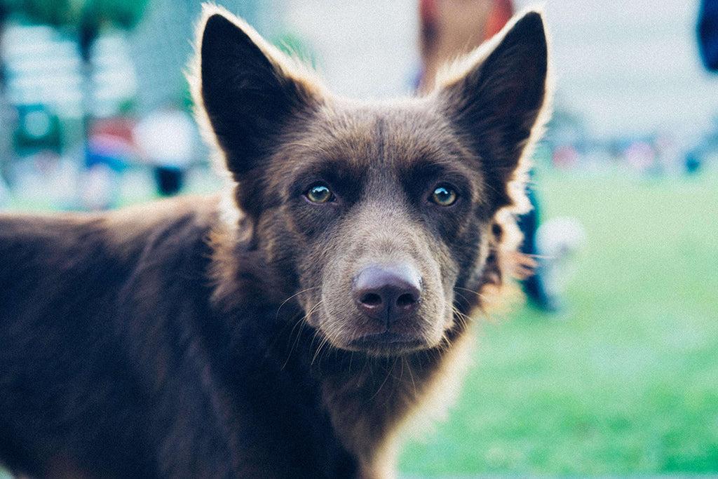 Why Do Dogs Stare At You?