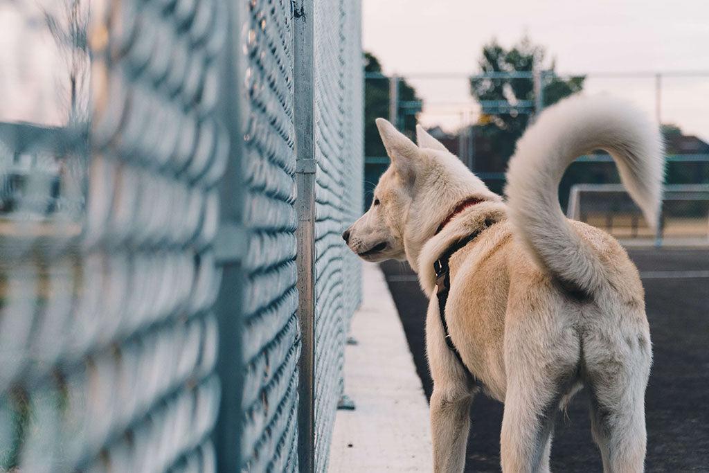 Why Do Dogs Chase Their Tails?