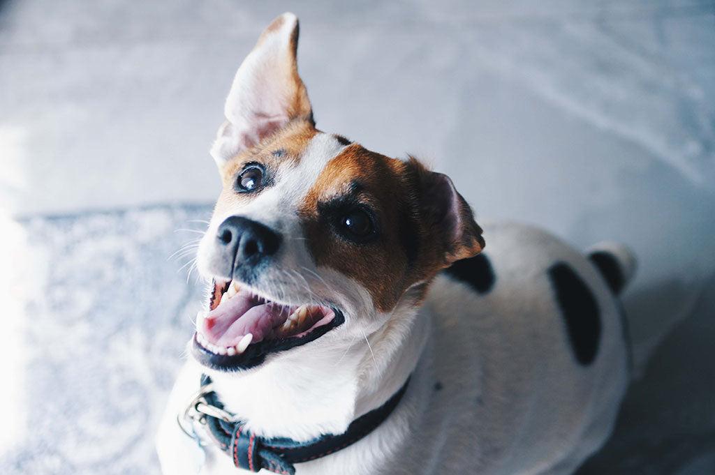 Dog Grinding Teeth? This Is Why