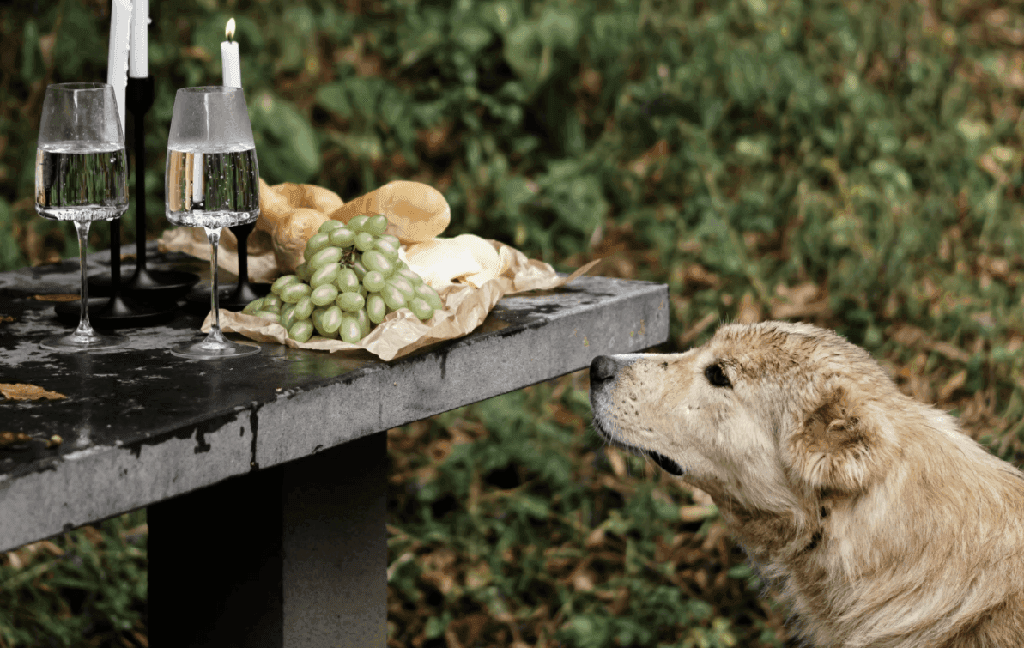 Can Dogs Eat Grapes?