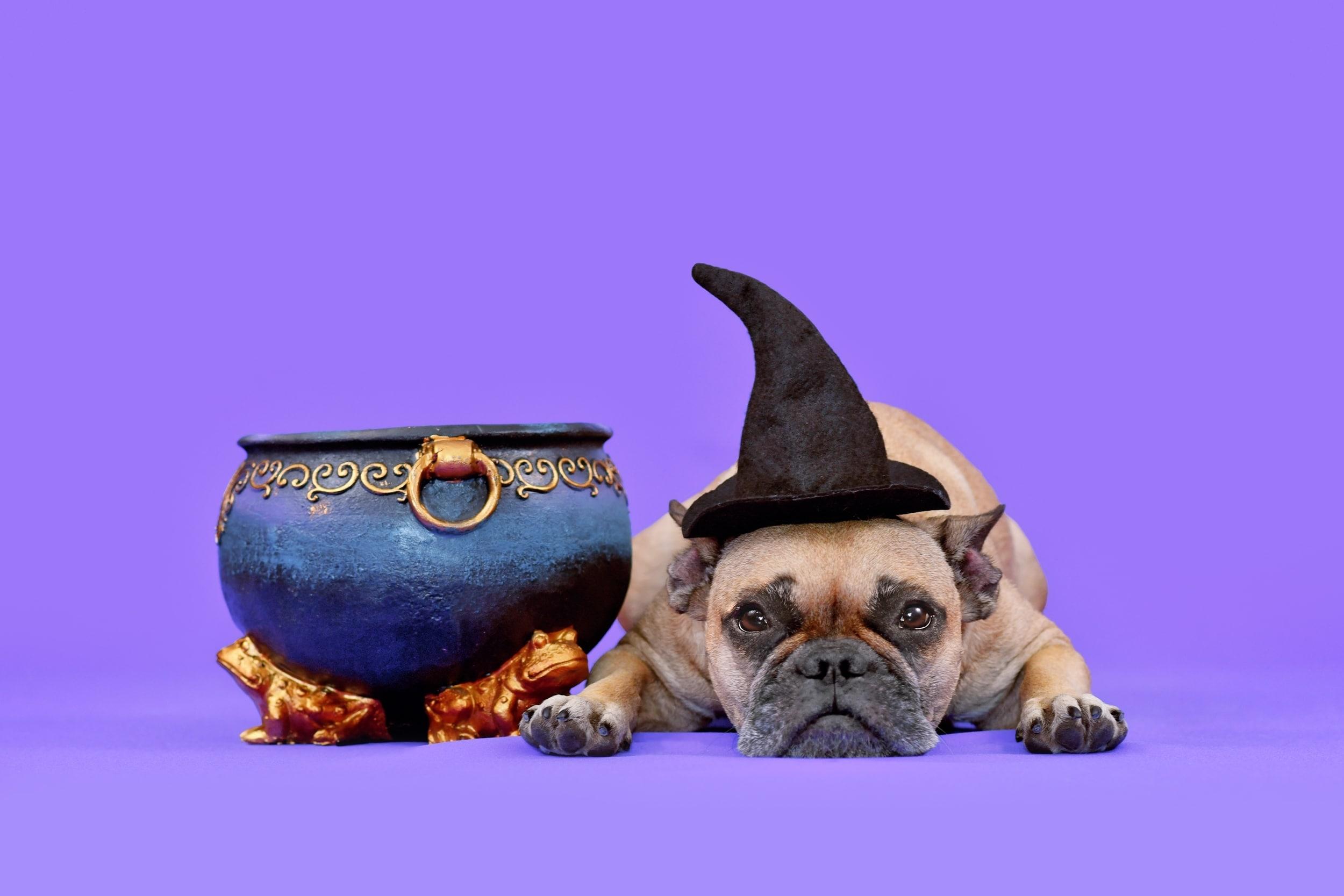 13 Spooktacular Dog Halloween Costumes by Size & Style
