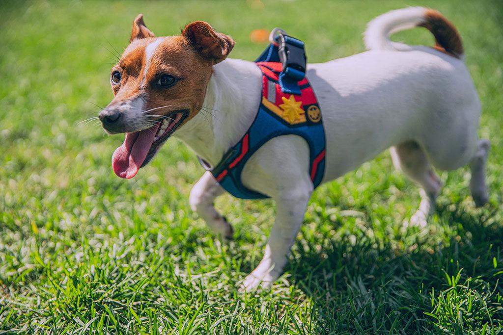 How To Put On A Dog Harness