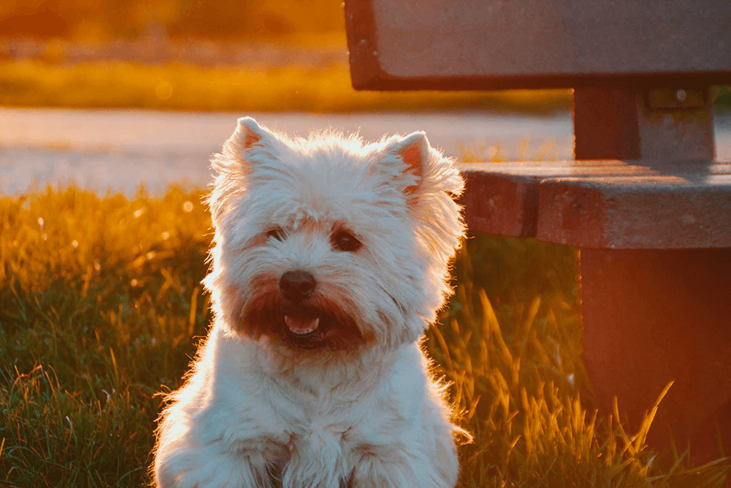 Krill Oil for Dogs: 6 Benefits of This Omega-3 - PetLab Co