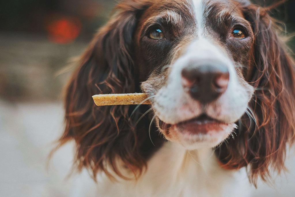 How Many Treats Per Day For A Dog?