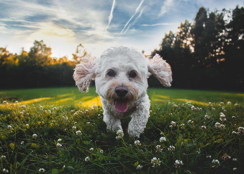 How To Remove A Tick From A Dog