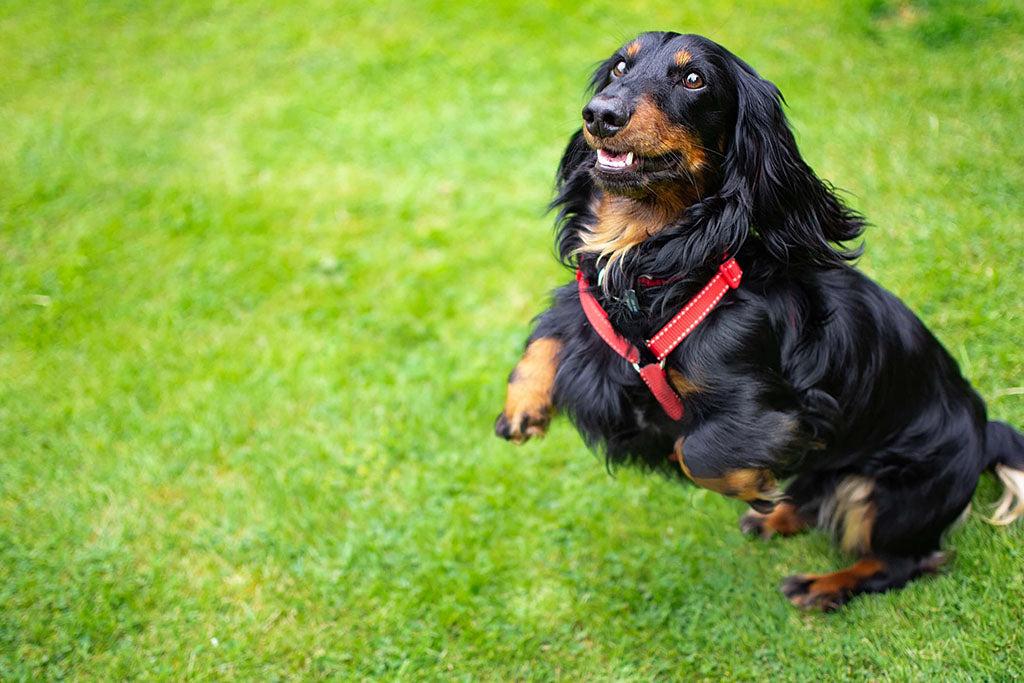 How To Stop A Dog From Jumping Up On Strangers