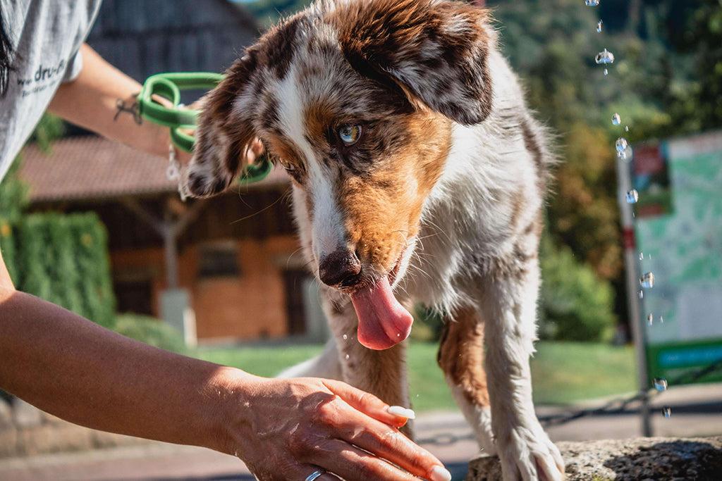 Using a Lick Mat to Get a Dog Mental Stimulation and Release