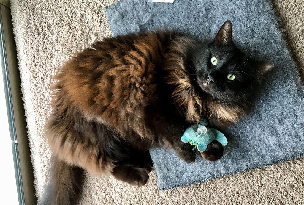 12 Fun Facts About Cats