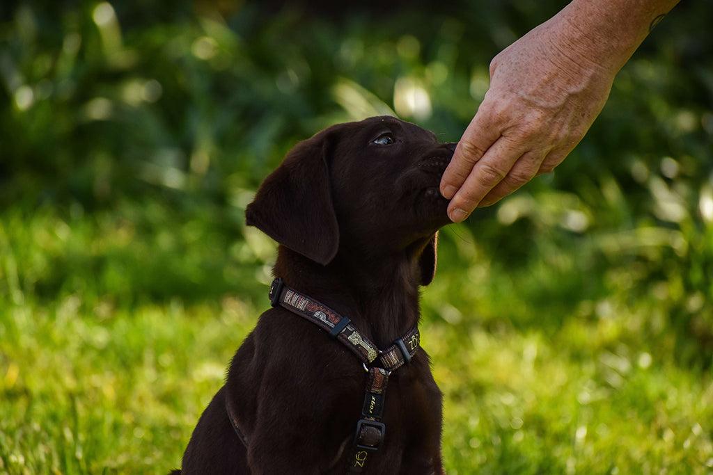 Can Dogs Eat Nuts?