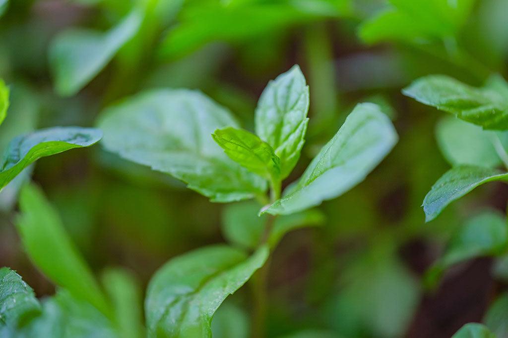 Can Dogs Have Peppermint?