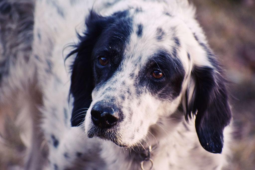 Head Shaking In Dogs: What Does It Mean?