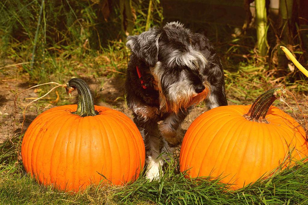 Can Dogs Eat Pumpkin?