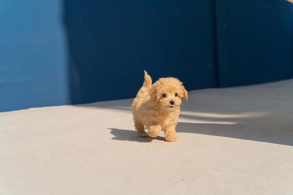 Socializing A Puppy & Why It’s Important