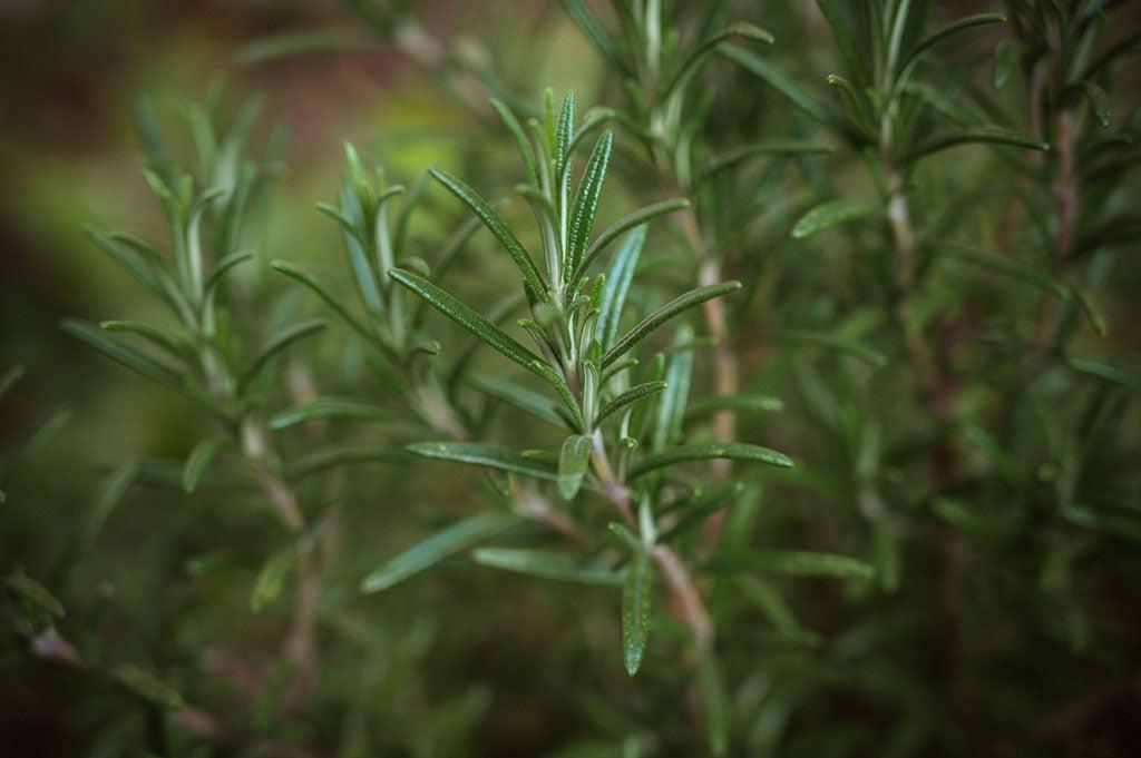 Is Rosemary Safe For Dogs?