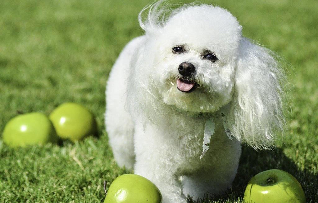 Image showcasing Can My Dog Eat Apples? - PetLab Co
