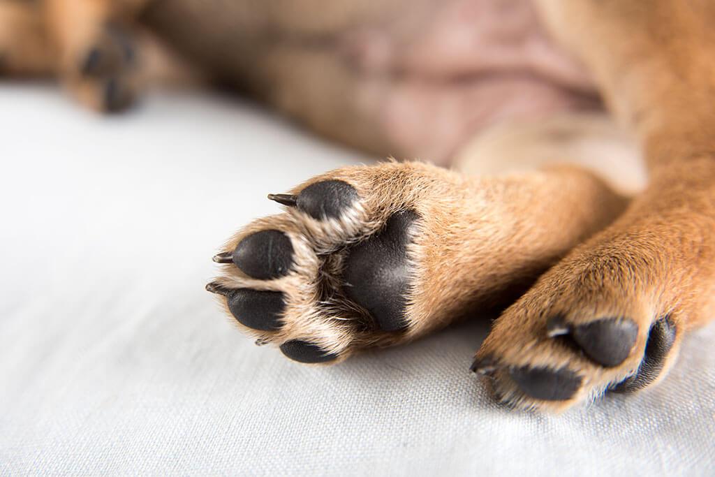 Dog Paw Yeast Infections: Spot Symptoms and Start Treatment - PetLab Co