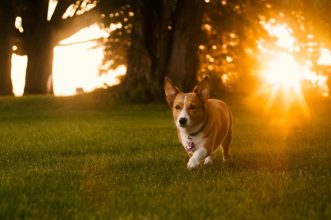 6 Ways To Help Your Dog Deal With Springtime Allergies