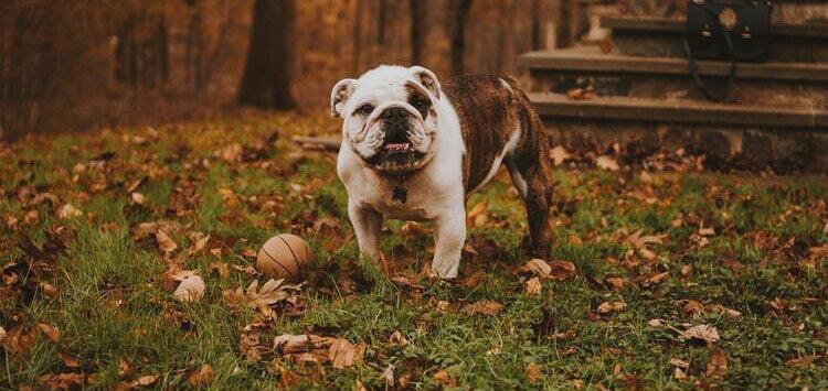 How To Make Thanksgiving Safe For Your Dog