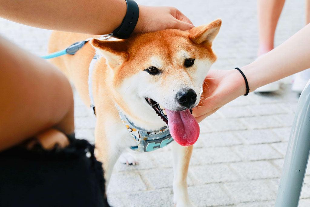 Are Dogs Ticklish?