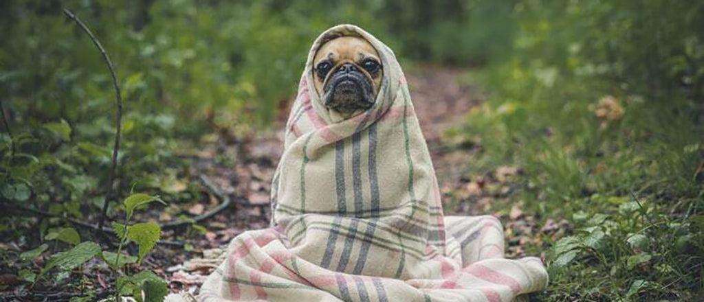 Why Is My Dog Acting Weird? Here’s 14 Possible Reasons…