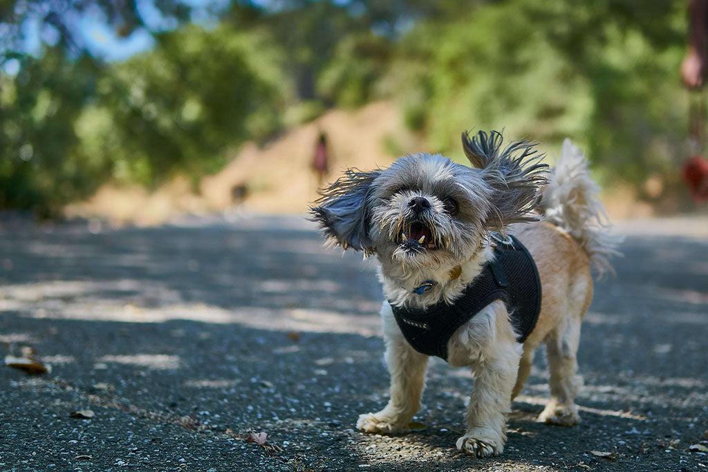 Why Do Dogs Shake Their Bodies?