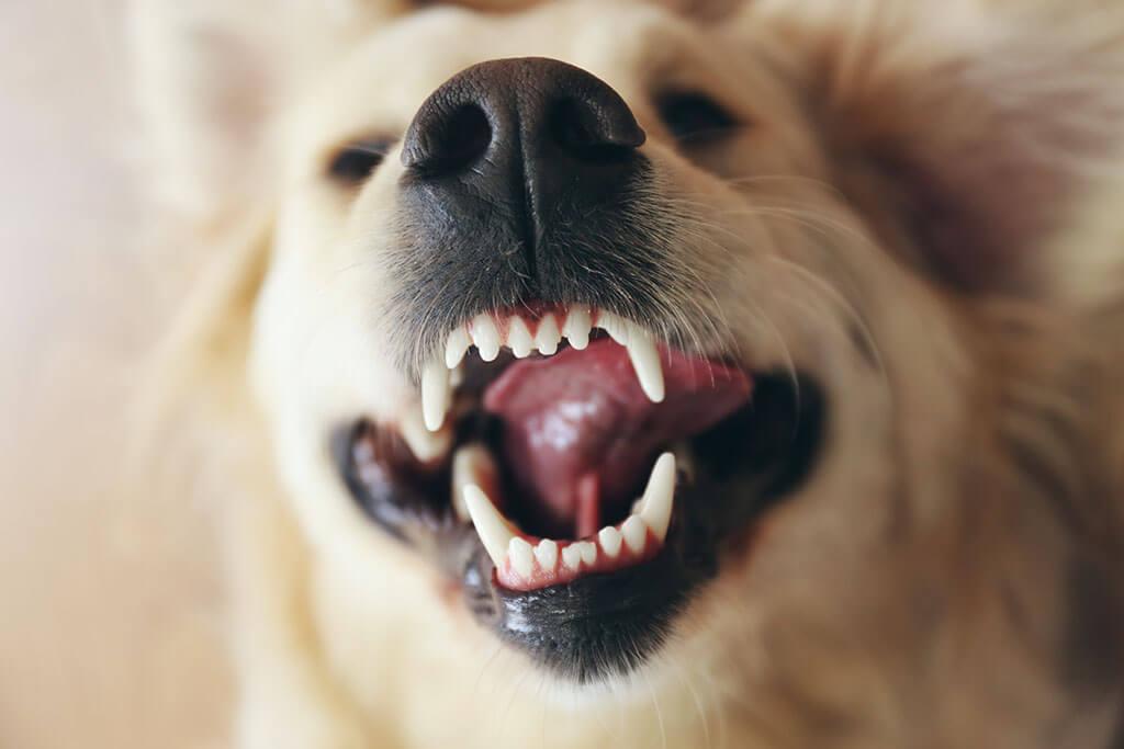 5 Vet-Approved Home Remedies to Tackle Bad Dog Breath - PetLab Co