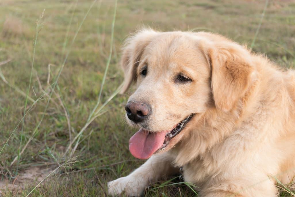 7 Signs Your Dog Needs Probiotics