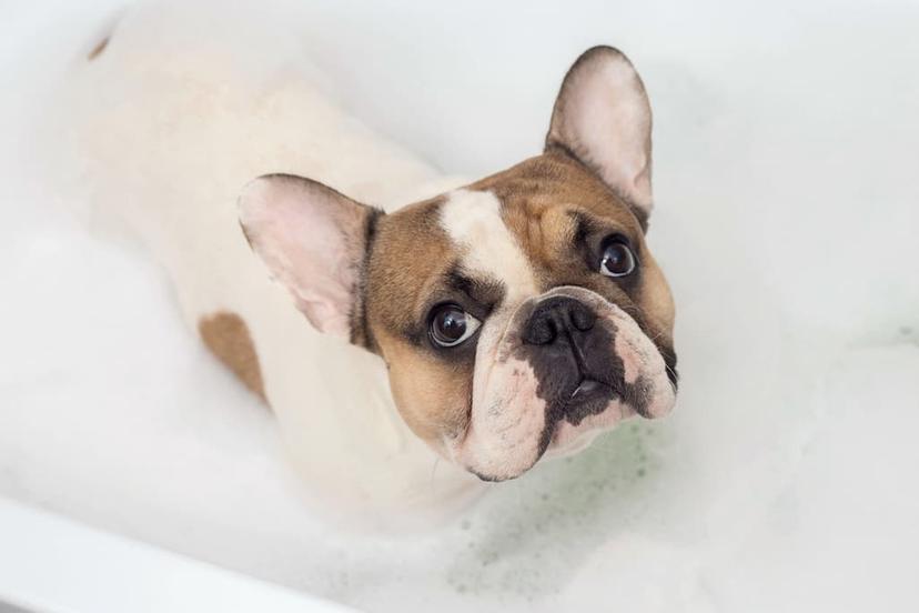 8 French Bulldog Skin Problems (and How to Help Them) - PetLab Co