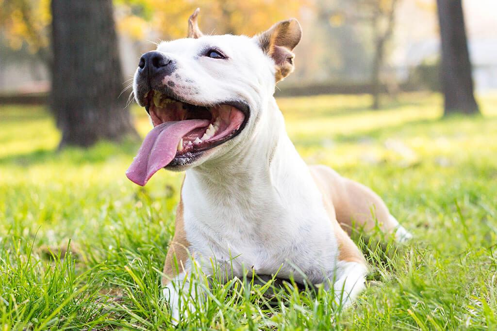 8 Foods That Freshen Dog Breath Naturally