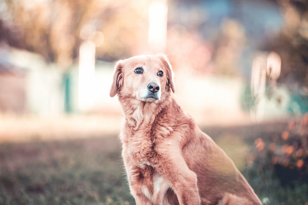 When Is a Dog Considered a Senior? 11 Signs to Watch For