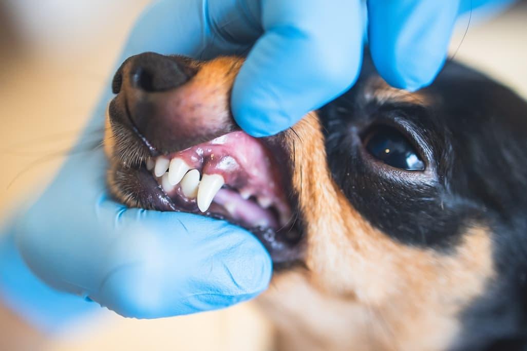 Dog Dental Chart: A Scientific Diagram of Your Canine’s Teeth