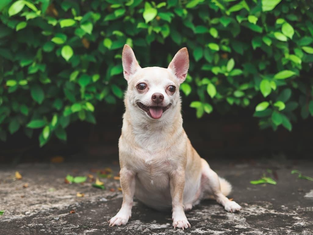 Chihuahua Lifespan: 7 Tips to Help Chihuahuas Live Longer