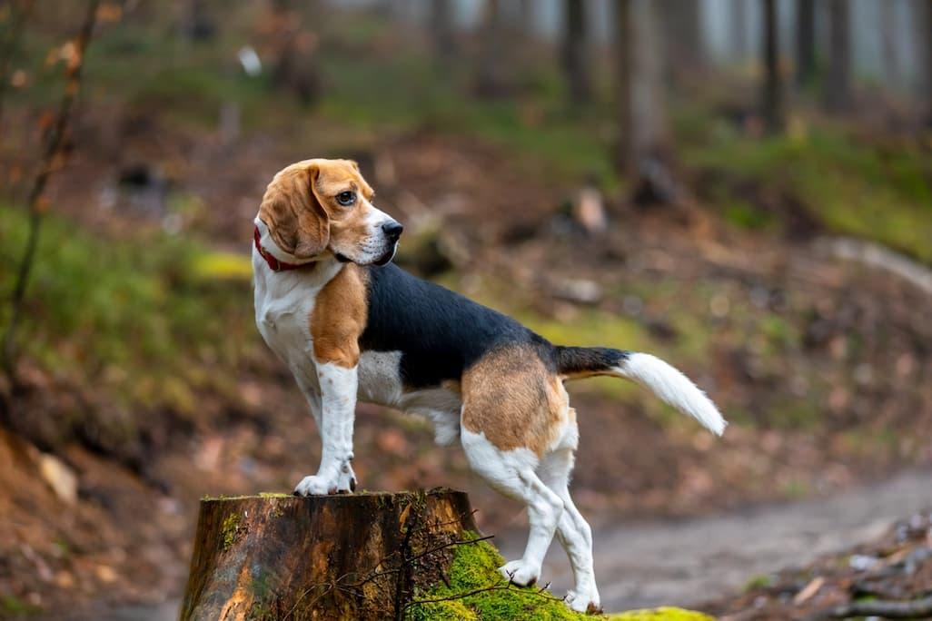 Beagle Lifespan: 8 Tips to Help Beagles Live Longer