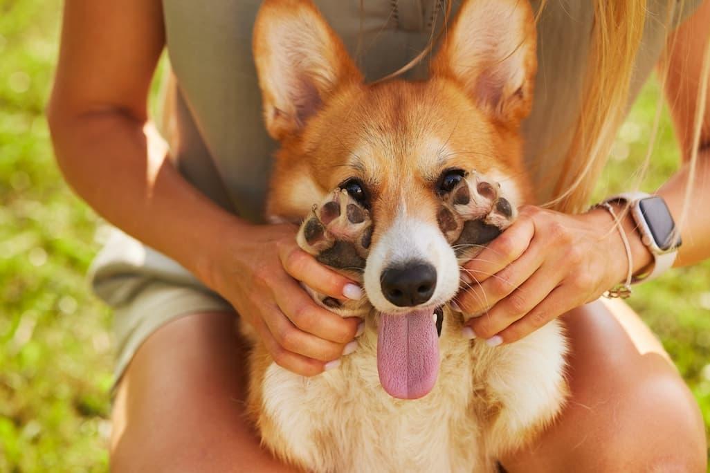 The Real Reason Your Dog’s Paws Smell Like Fritos 