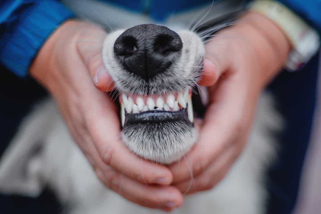 Healthy Dog Teeth: What’s Normal According to Vets