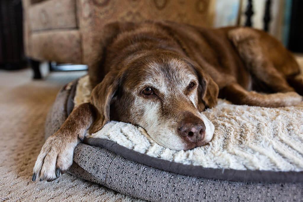 Can Dogs Get Dementia? Signs of Canine Cognitive Dysfunction