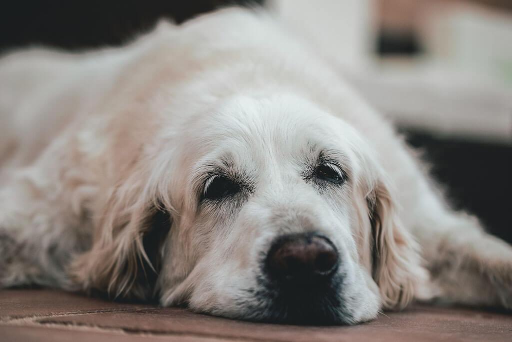 12 Early Warning Signs Your Old Dog is Hurting