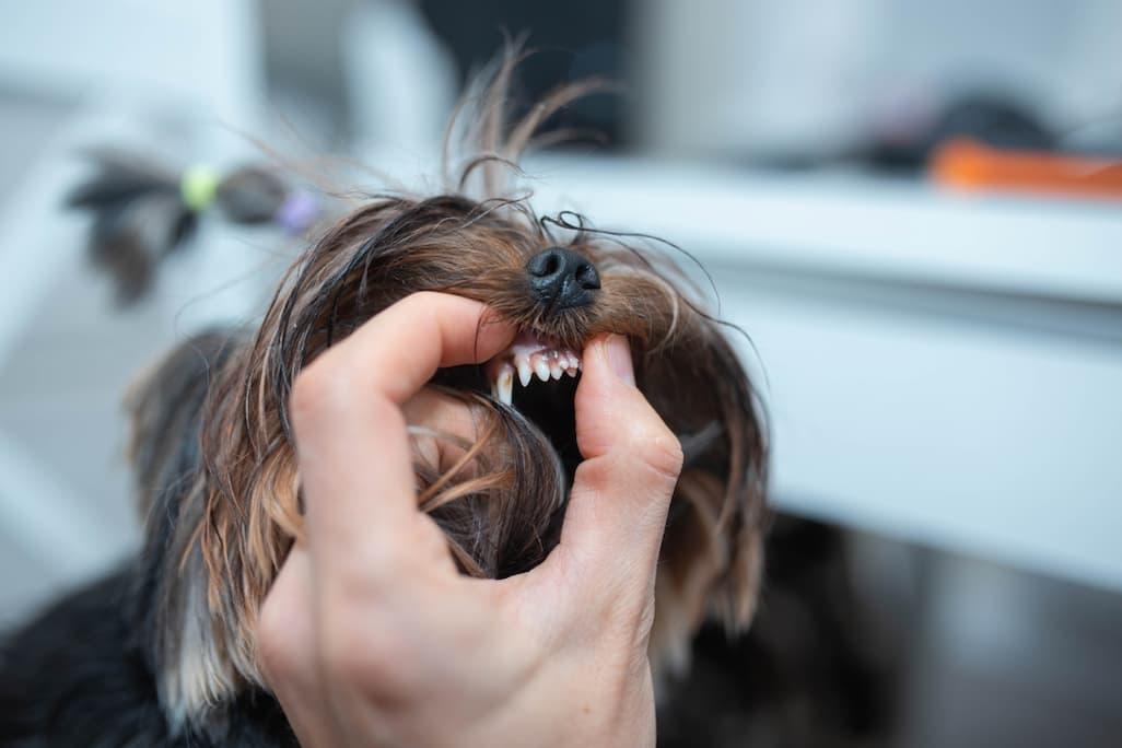 Dog Tooth Extraction: Costs and What to Expect
