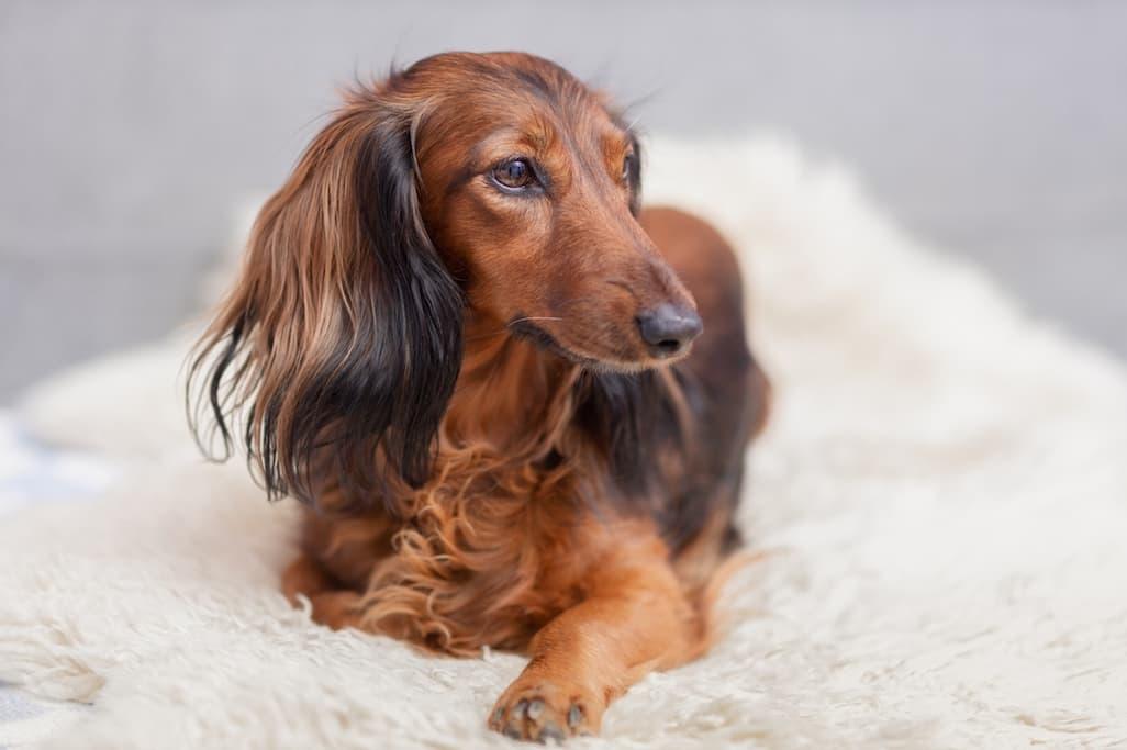 Dachshund Lifespan: 7 Tips to Help Dachshunds Live Longer