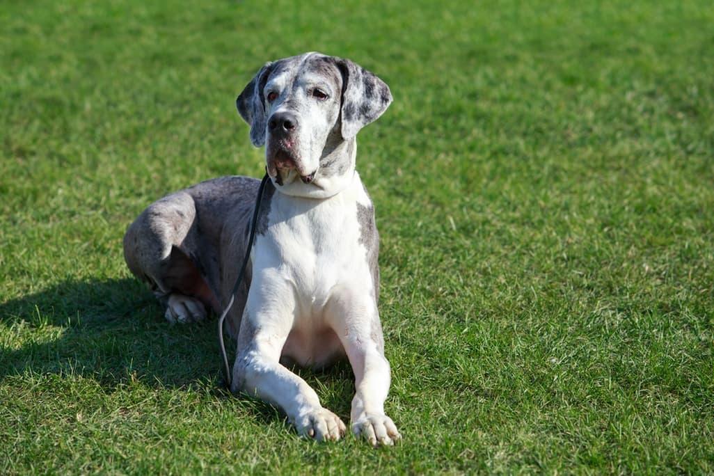 Great Dane Lifespan: 6 Tips to Help Great Danes Live Longer 