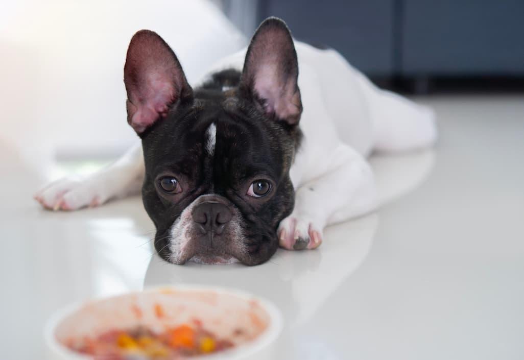 Dog Is Throwing Up Undigested Food: 10 Causes & How to Help