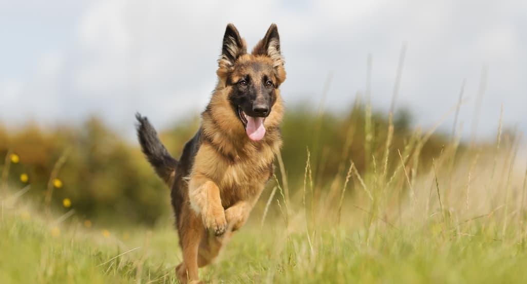 German Shepherd Lifespan: 8 Tips to Help German Shepherds Live Longer
